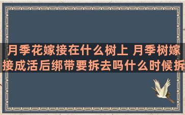 月季花嫁接在什么树上 月季树嫁接成活后绑带要拆去吗什么时候拆好